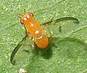 Camptoprosopella maculipennis - photo 3
