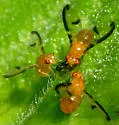 Camptoprosopella maculipennis - photo 4