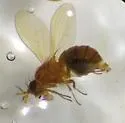 Camptoprosopella verticalis