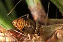 Camptozygum aequale - photo 4