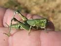 Fuzzy Olive-Green Grasshopper