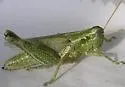 Fuzzy Olive-Green Grasshopper - photo 2
