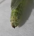 Fuzzy Olive-Green Grasshopper - photo 3