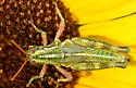 Fuzzy Olive-Green Grasshopper - photo 4