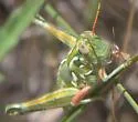 Fuzzy Olive-Green Grasshopper - photo 5