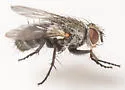 Campylocheta eudryae - photo 2
