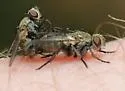 Campylocheta semiothisae - photo 2