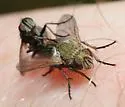 Campylocheta semiothisae - photo 3