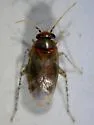 Mullein Bug