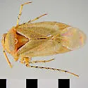 Mullein Bug - photo 2