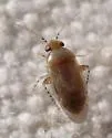 Mullein Bug - photo 3