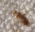 Mullein Bug - photo 4