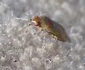 Mullein Bug - photo 5