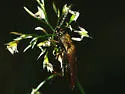 Campylomorphus serricornis - Campylomorphus serricornis