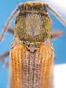 Campylomorphus serricornis - photo 2