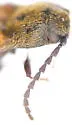 Campylomorphus serricornis - photo 4