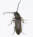 Campylomorphus serricornis - photo 5