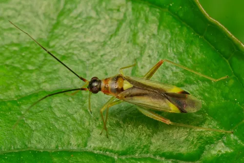 Campyloneura virgula