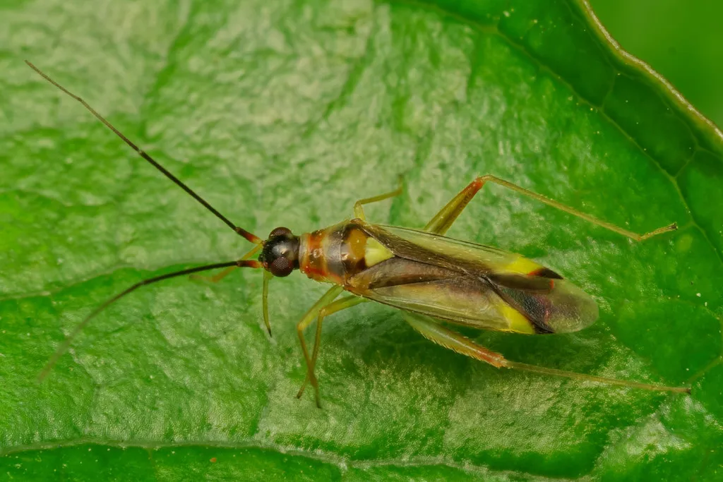 Campyloneura virgula - photo 2