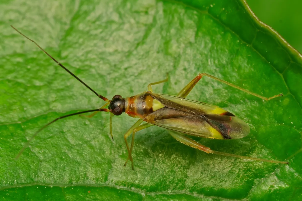 Campyloneura virgula - photo 3