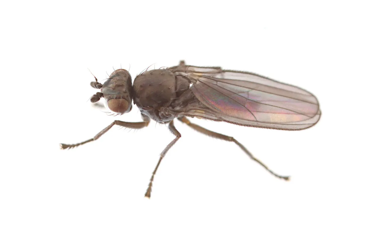 Canaceoides nudatus