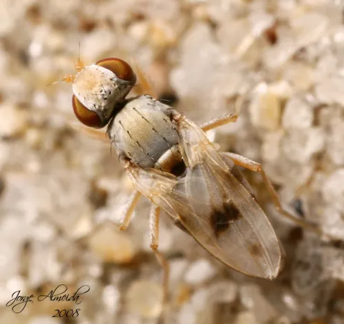 Beach Flies - photo 2