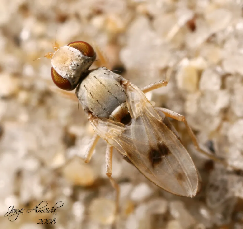 Beach Flies - photo 3
