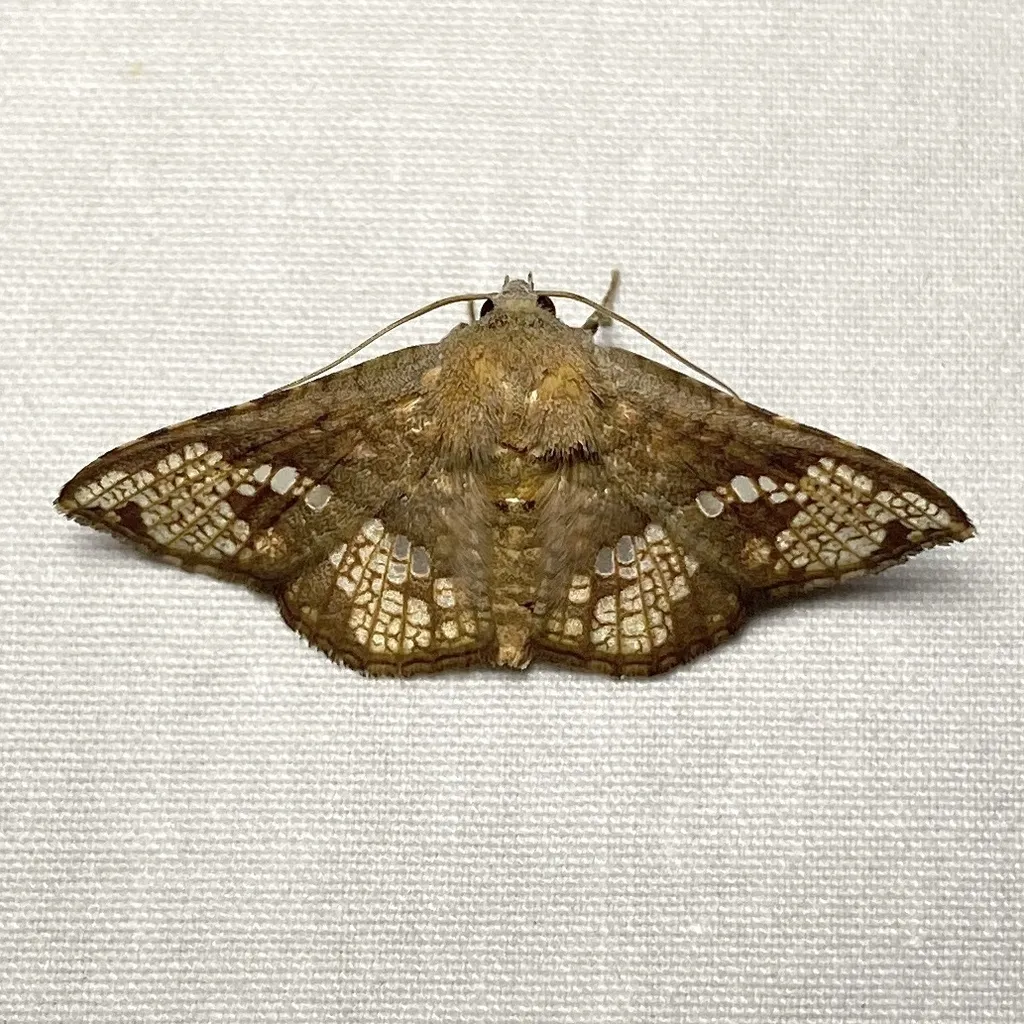 Canaea hyalospila