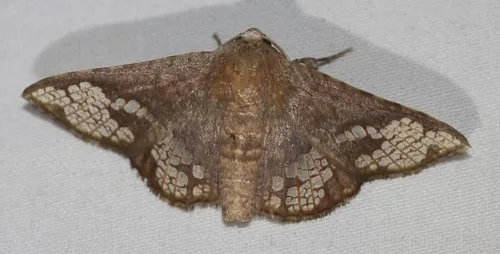 Canaea hyalospila - photo 3