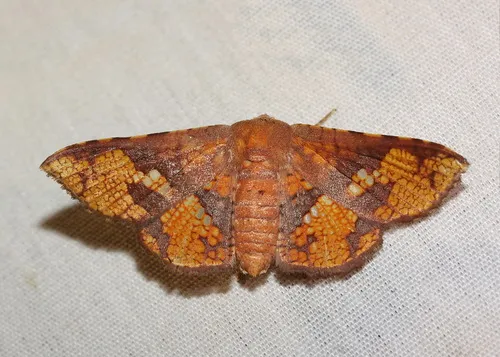 Canaea hyalospila - photo 4