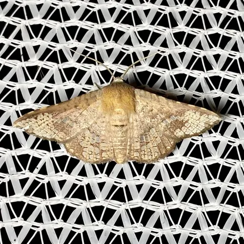 Canaea hyalospila - photo 5