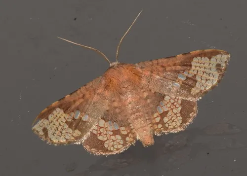 Canaea hyalospila - photo 6