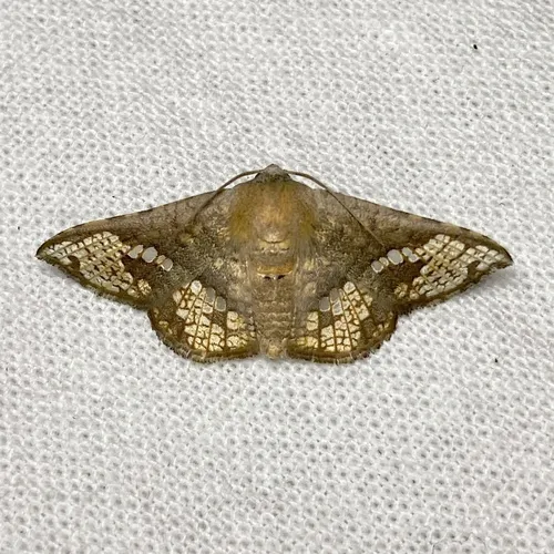Canaea hyalospila - photo 7