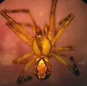 Canalidion montanum