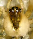 Canalidion montanum - photo 3