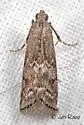 Elm Leaftier Moth - Hodges#5926