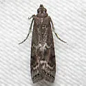Elm Leaftier Moth - Hodges#5926 - photo 2