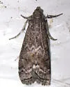 Elm Leaftier Moth - Hodges#5926 - photo 4