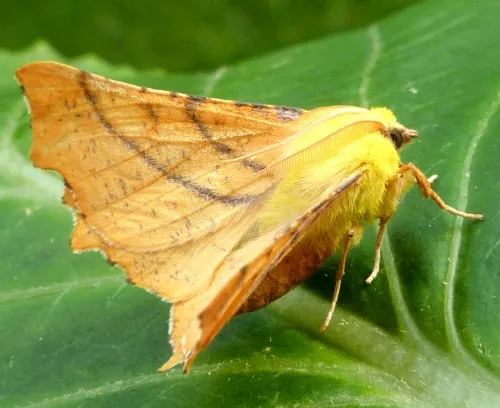 Canary-shouldered Thorn