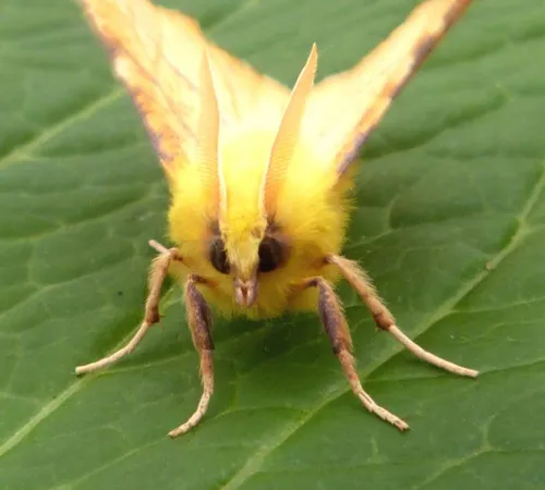 Canary-shouldered Thorn - photo 2