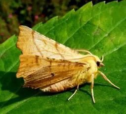 Canary-shouldered Thorn - photo 3