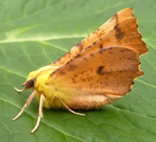 Canary-shouldered Thorn - photo 4