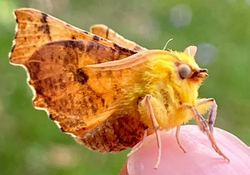 Canary-shouldered Thorn - photo 5
