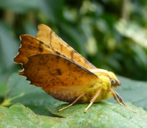 Canary-shouldered Thorn - photo 6