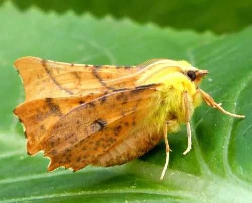 Canary-shouldered Thorn - photo 7