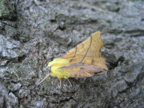 Canary-shouldered Thorn - photo 8