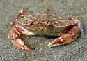 Slender Crab