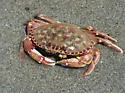 Slender Crab - photo 2