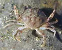 Atlantic Rock Crab
