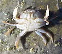 Atlantic Rock Crab - photo 2